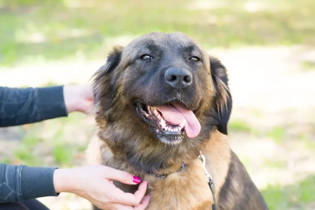 Umka (Умка), female 5yo Mixed Breed for adoption at Happy Paw Kyiv