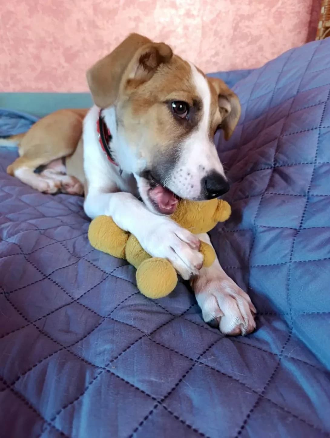 Meri (Мері), female puppy Mixed Breed for adoption at Happy Paw Kyiv