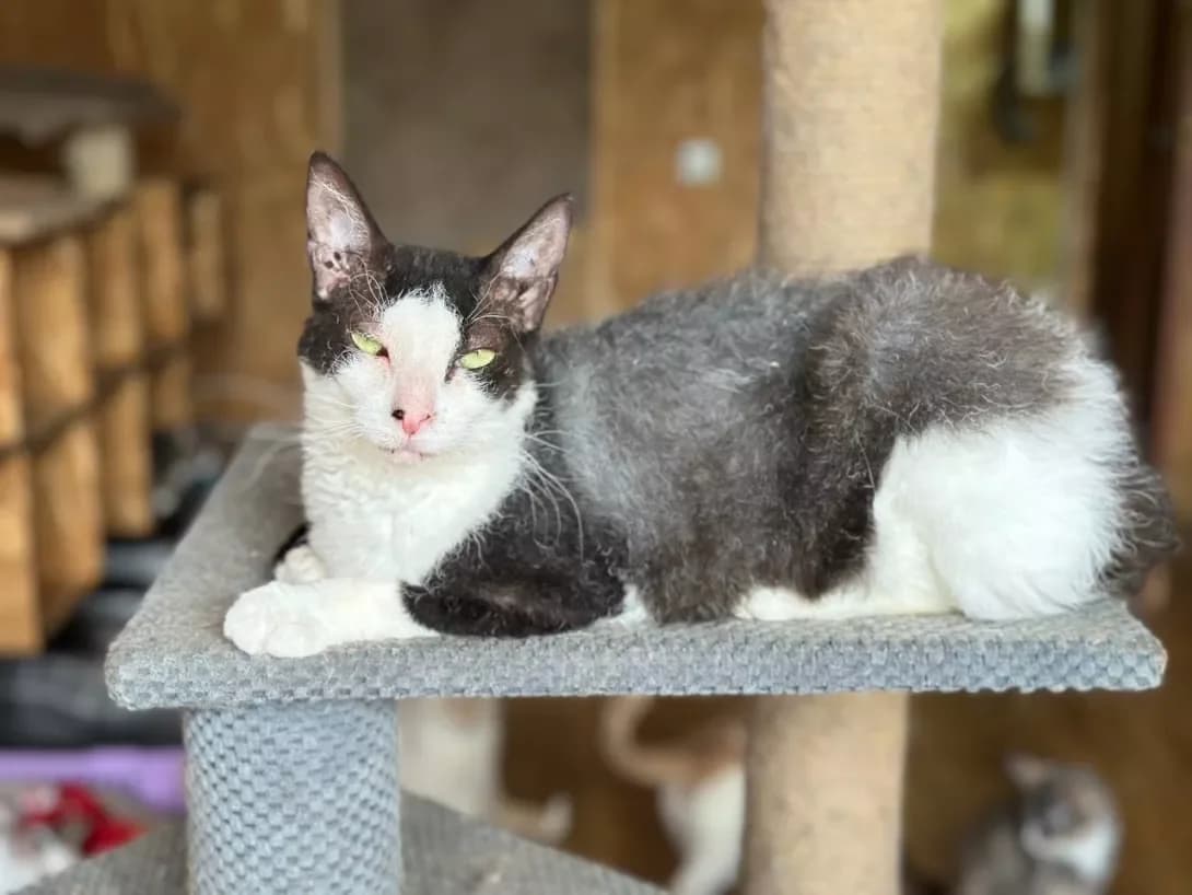 Izi (Ізі), female young Mixed Breed for adoption at Happy Paw Kyiv