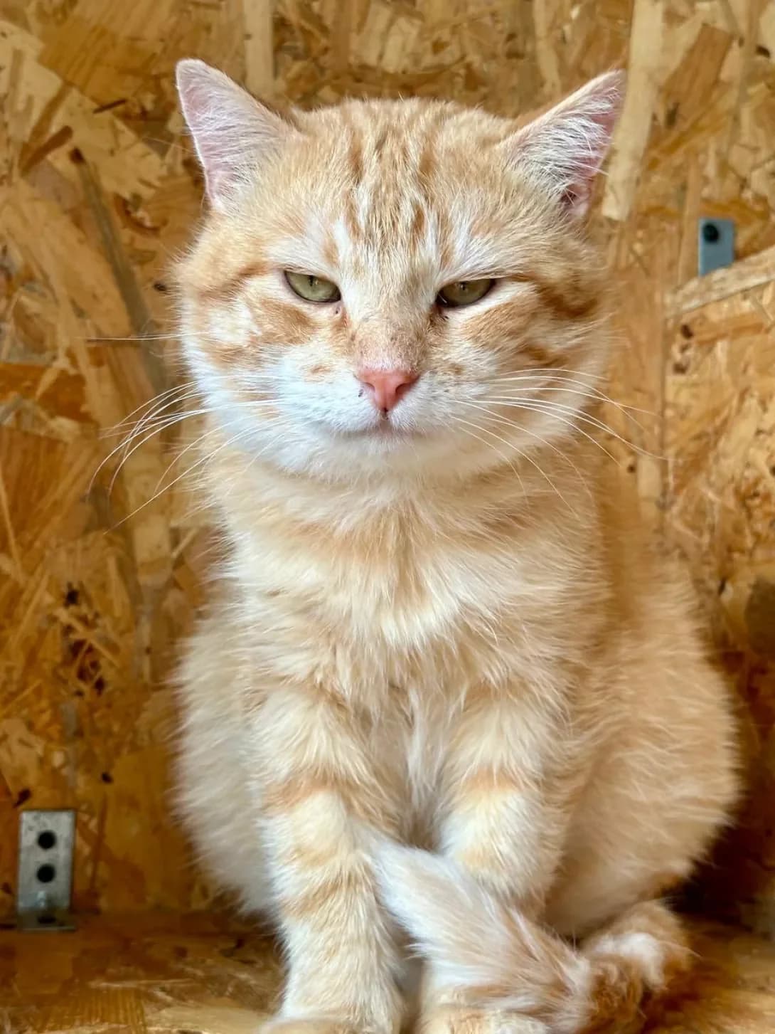 Kot Murkot (Кот Муркот), male young Mixed Breed for adoption at Happy Paw Kyiv