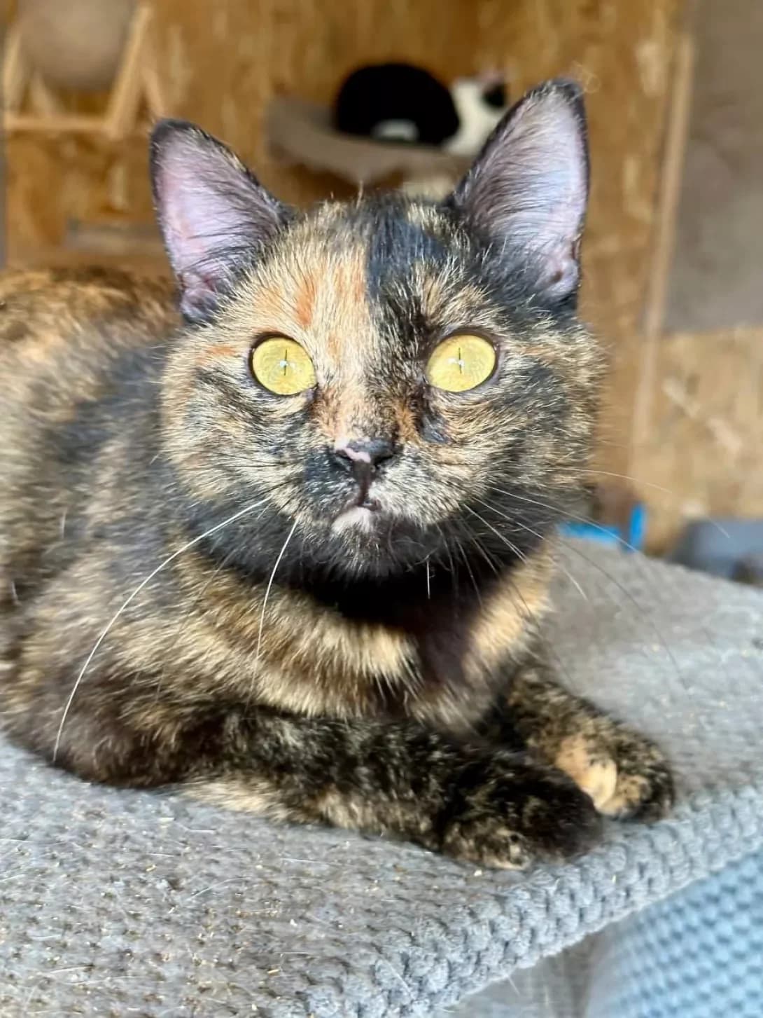Shakheda (Шахеда), Mixed Breed (Happy Paw Kyiv)
