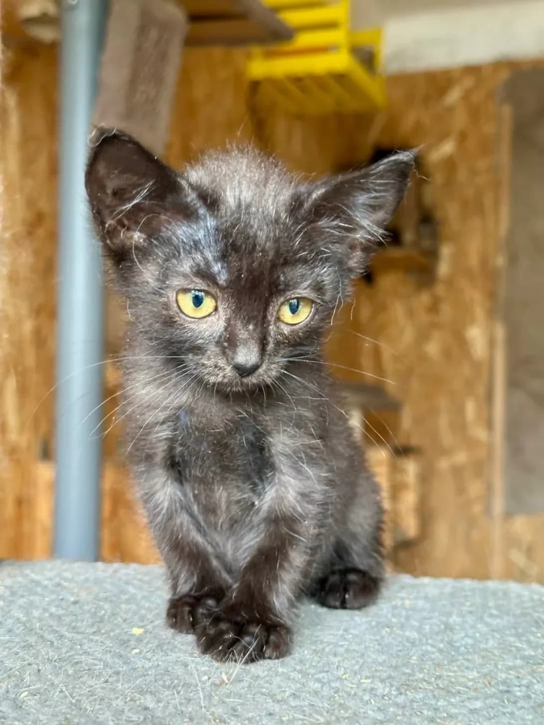 Koshenya Yaponka (Кошеня Японка), Mixed Breed (Happy Paw Kyiv)