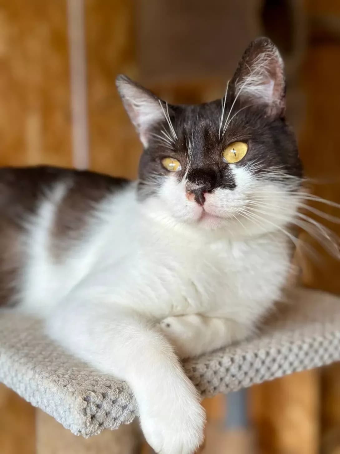 Pakko (Пакко), Mixed Breed (Happy Paw Kyiv)