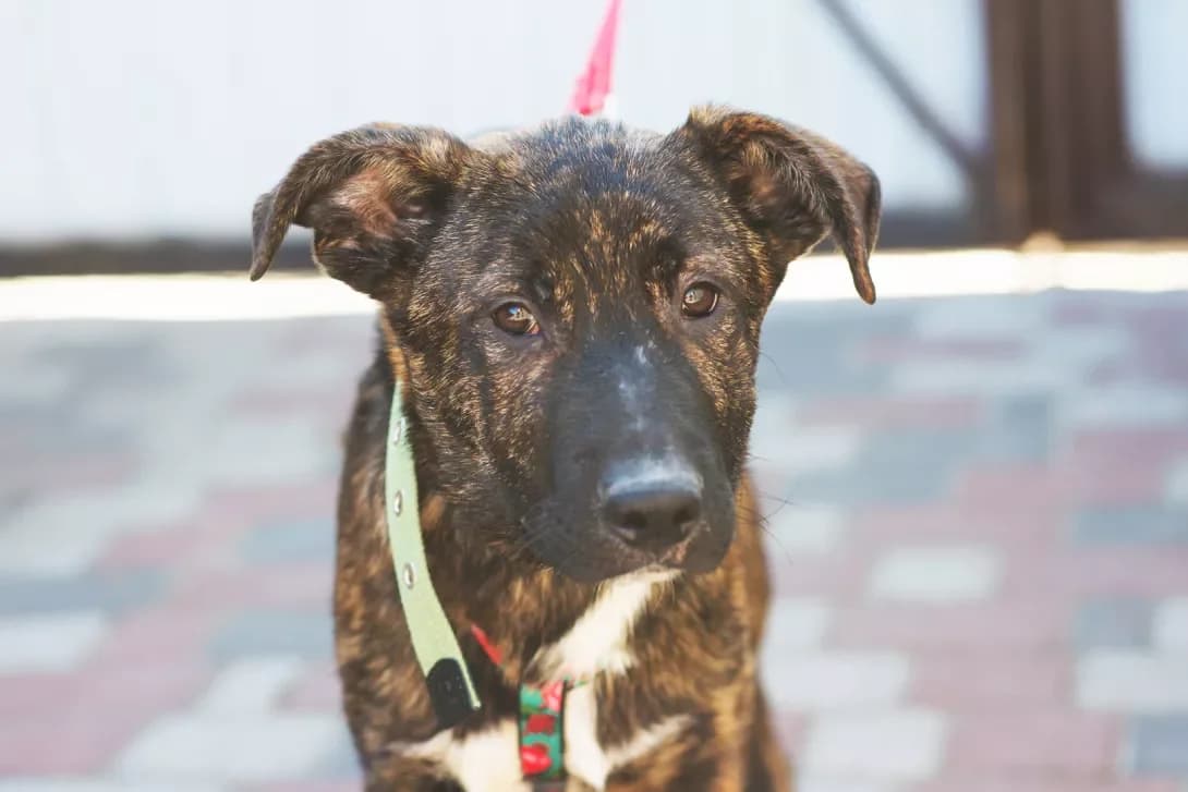 Richchik (Річчік), male puppy Mixed Breed for adoption at Happy Paw Kyiv