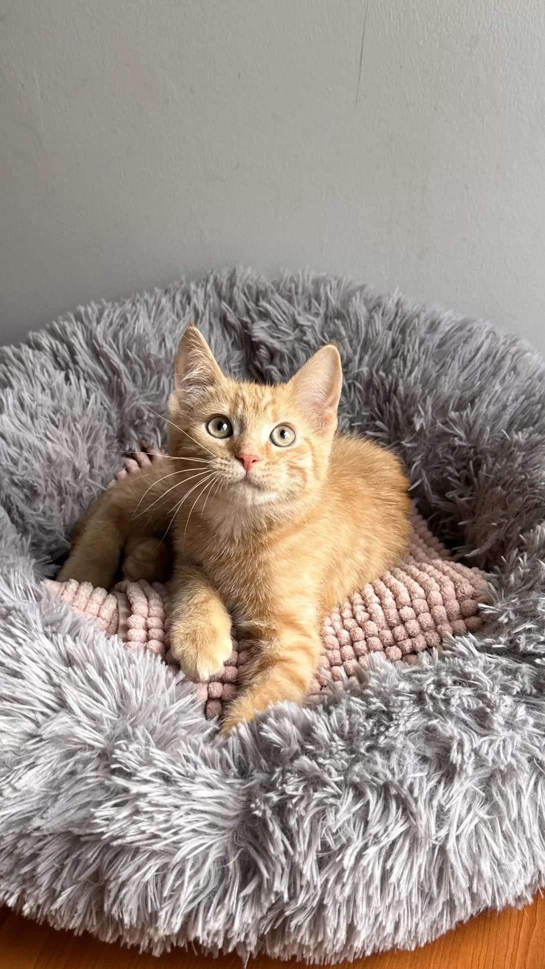 Momo (Момо), male puppy Mixed Breed for adoption at Happy Paw Kyiv