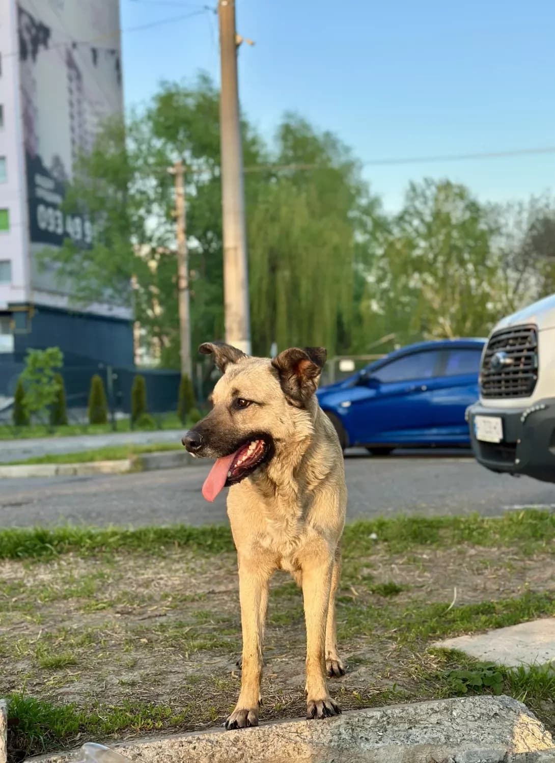 Bruno (Бруно), male 7yo Mixed Breed for adoption at Happy Paw Kyiv