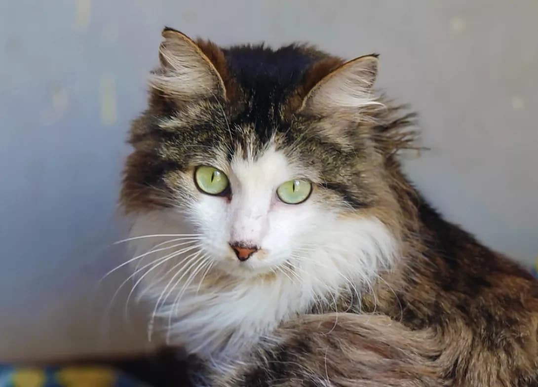 Kasiopeya (Касіопея), female young Mixed Breed for adoption at Happy Paw Kyiv