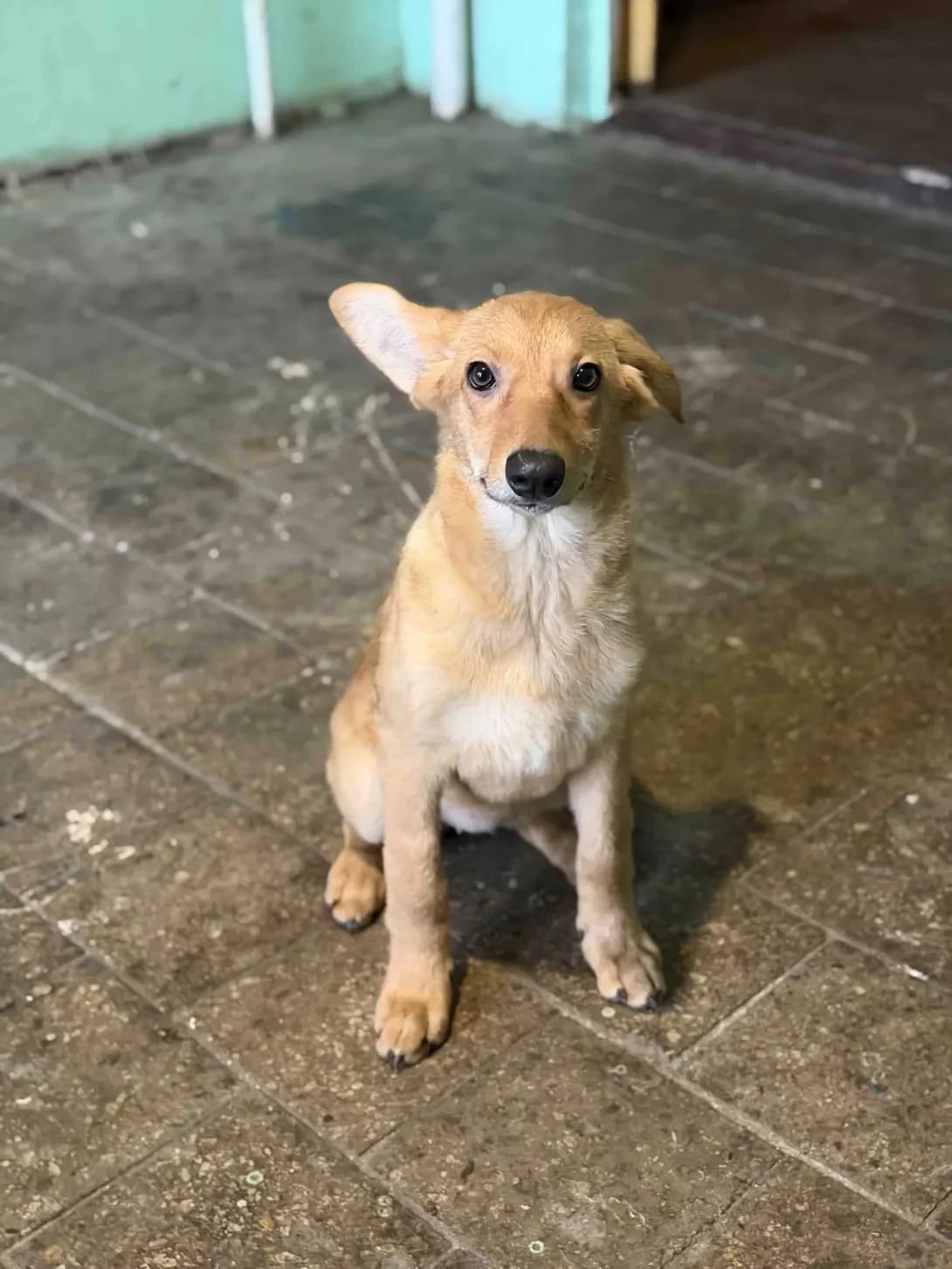 Shelbi (Шелбі), female puppy Mixed Breed for adoption at Happy Paw Kyiv