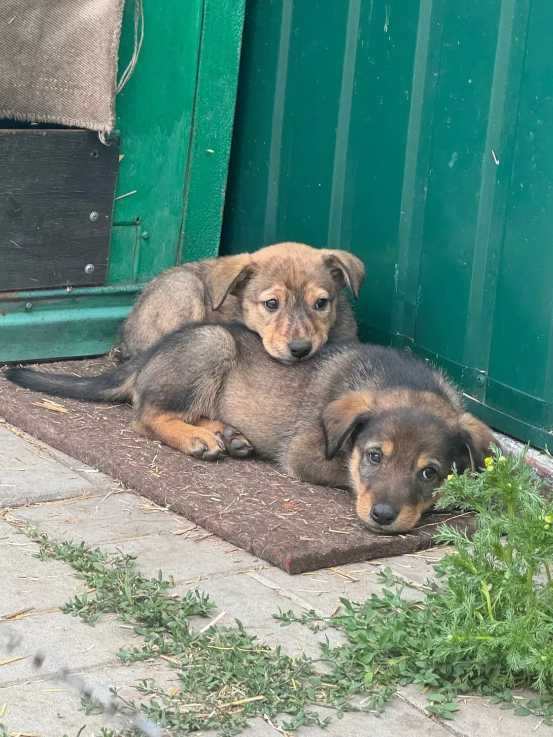 Ledi (Леді), female puppy Mixed Breed for adoption at Happy Paw Kyiv