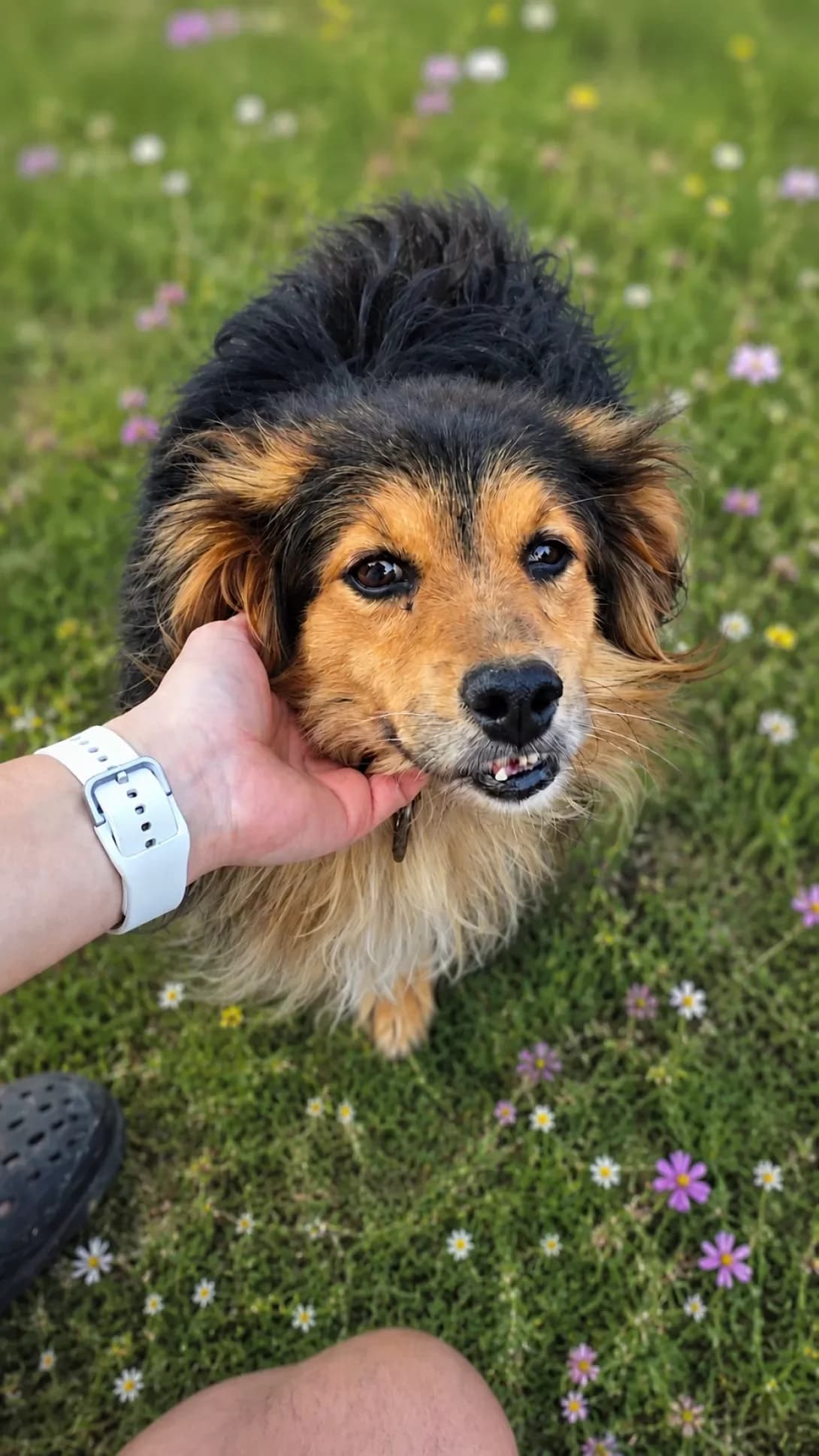 Valeriy (Валерій), male 4yo Mixed Breed for adoption at Happy Paw Kyiv