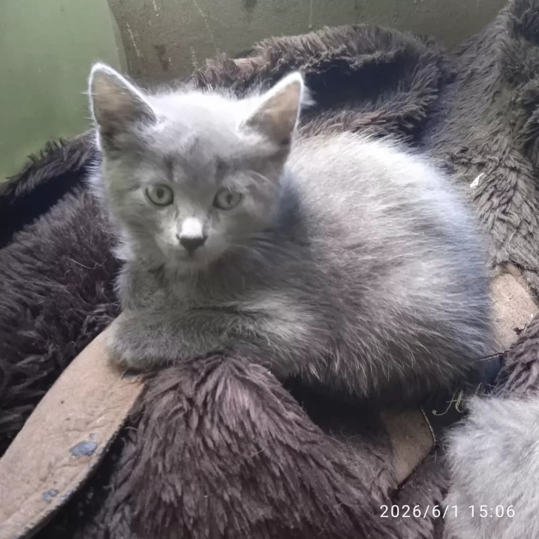 Khloya (Хлоя), female puppy Mixed Breed for adoption at Happy Paw Kyiv
