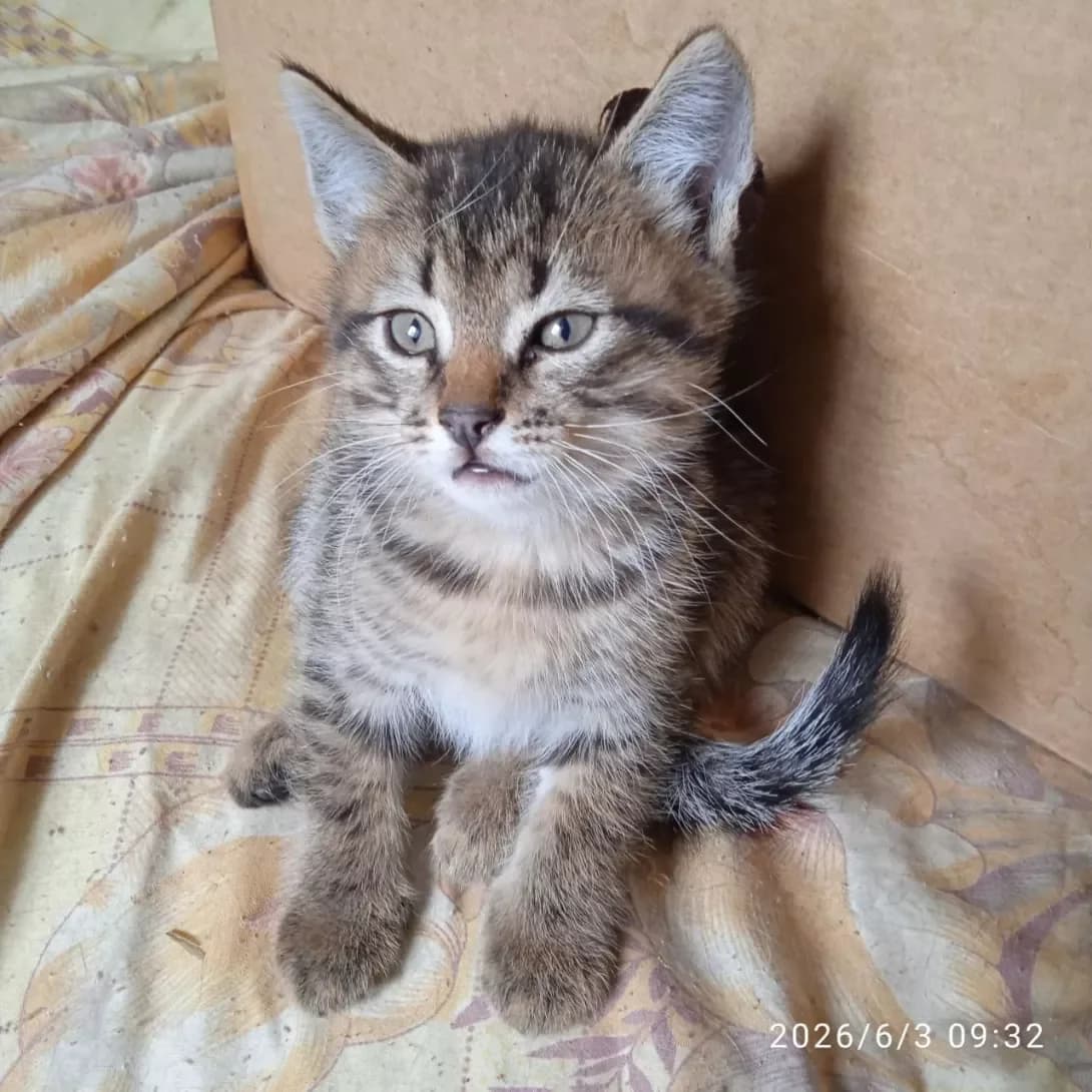 Shprotik (Шпротік), female puppy Mixed Breed for adoption at Happy Paw Kyiv