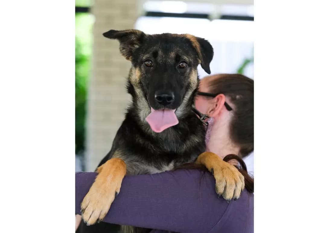 Bella (Белла), female puppy Mixed Breed for adoption at Happy Paw Kyiv