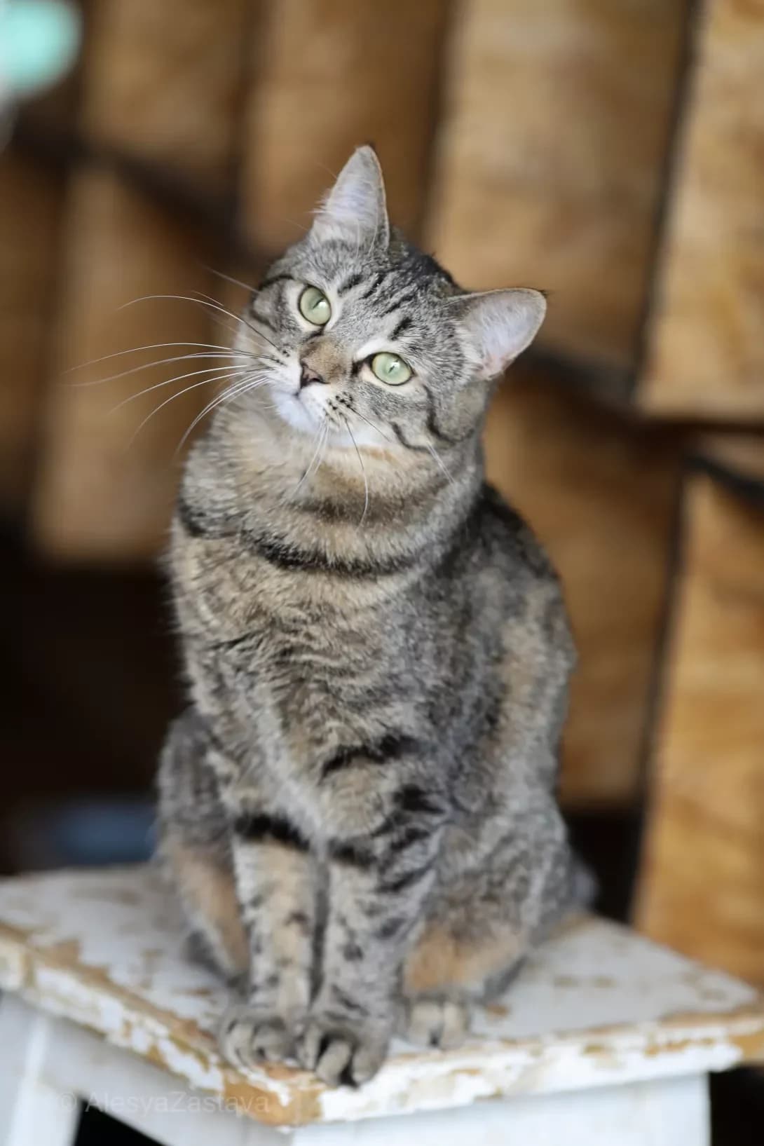 Tvinki (Твінкі), female young Mixed Breed for adoption at Happy Paw Kyiv