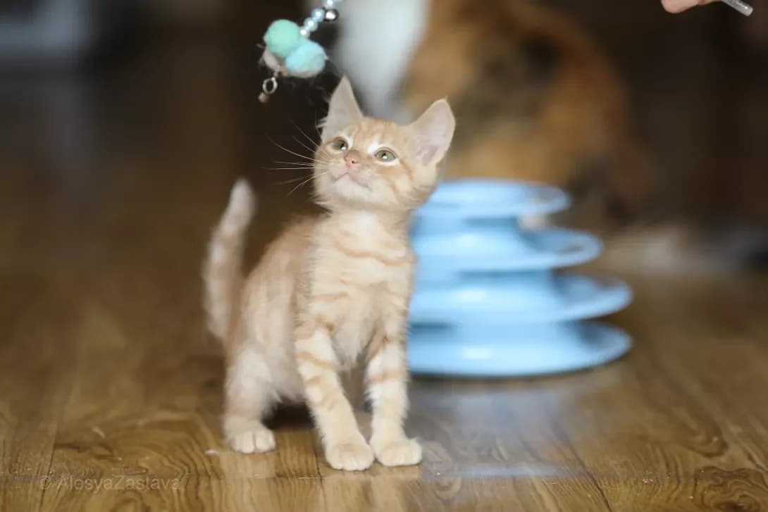 Tamagavk (Тамагавк), male puppy Mixed Breed for adoption at Happy Paw Kyiv