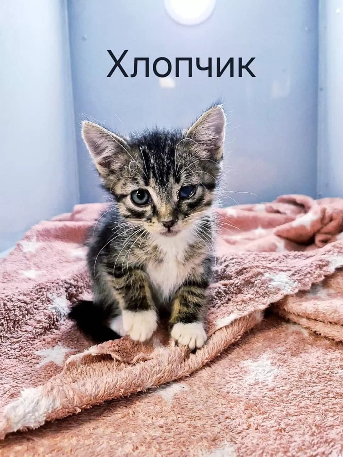 smugasto-biliy kotik 1 mis (смугасто-білий котик 1 міс), male puppy Mixed Breed for adoption at Happy Paw Kyiv