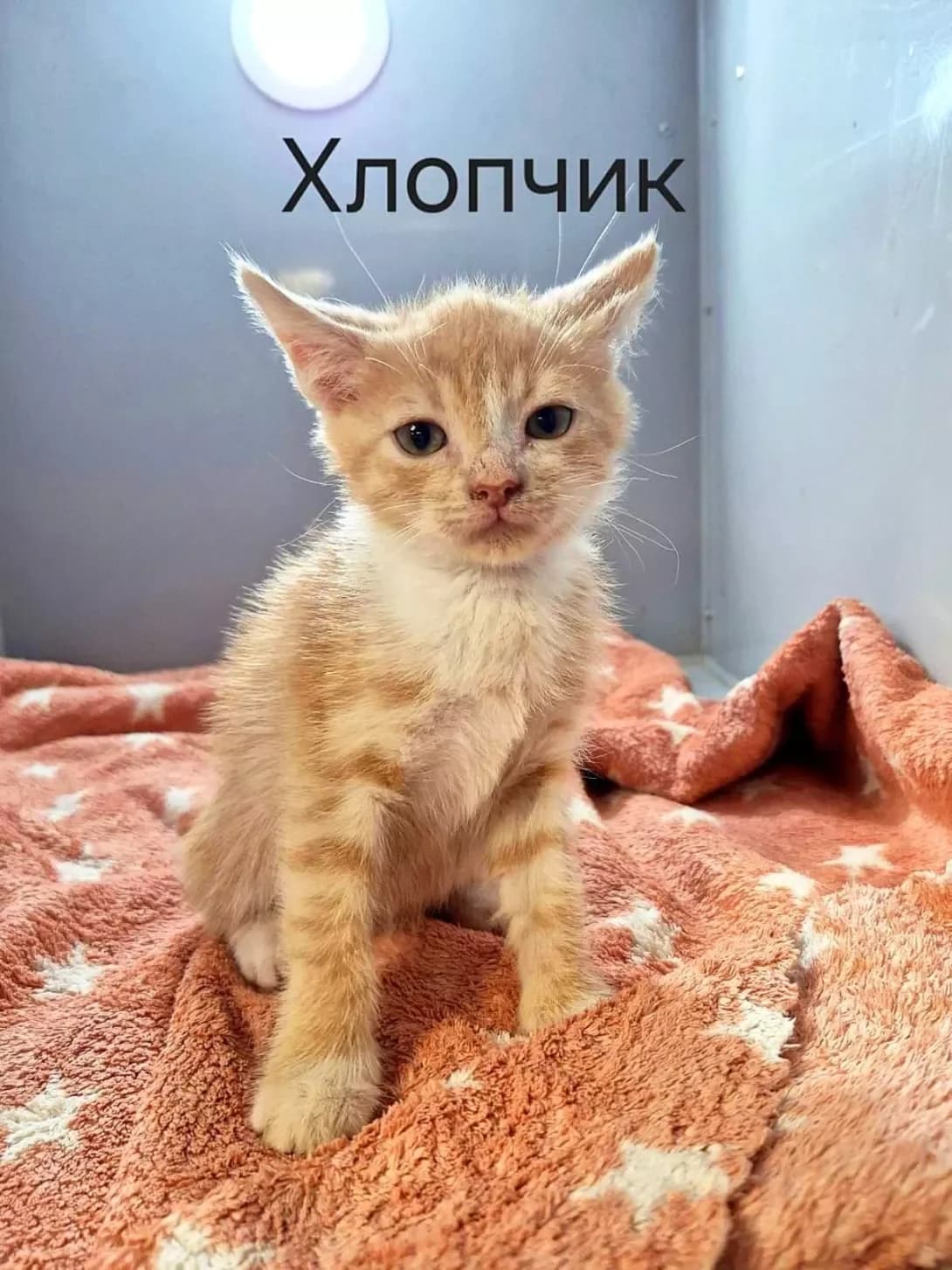 koshenya Persik 1 misyats (кошеня Персик 1 місяць), male puppy Mixed Breed for adoption at Happy Paw Kyiv