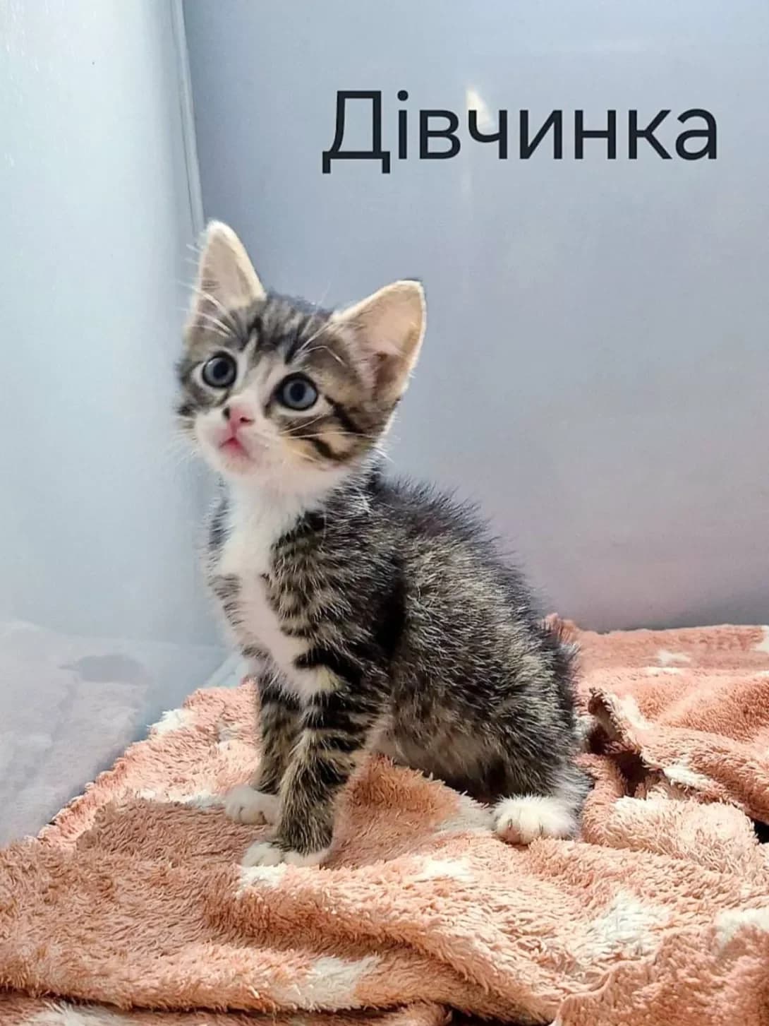 koshenya smugasto-bila 1 mis (кошеня смугасто-біла 1 міс), female puppy Mixed Breed for adoption at Happy Paw Kyiv