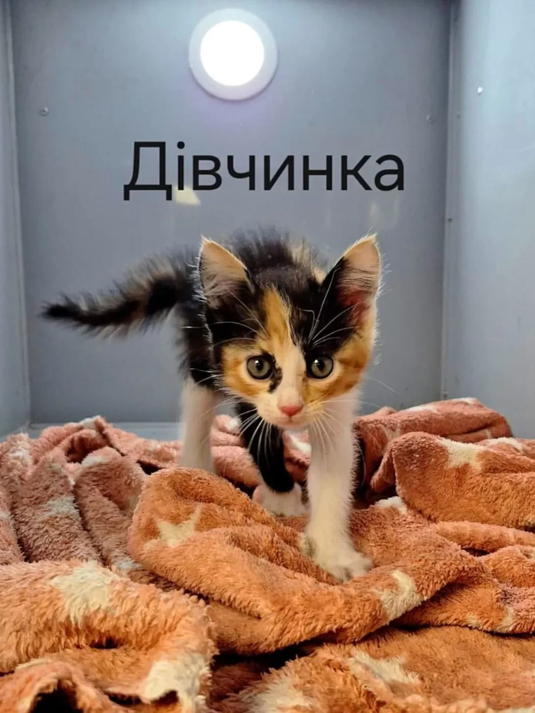 trikolirna 1 mis (триколірна 1 міс), female puppy Mixed Breed for adoption at Happy Paw Kyiv
