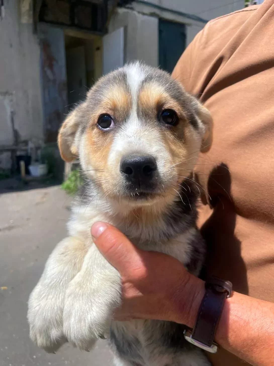 tsutsenya Krash (цуценя Краш), male puppy Mixed Breed for adoption at Happy Paw Kyiv