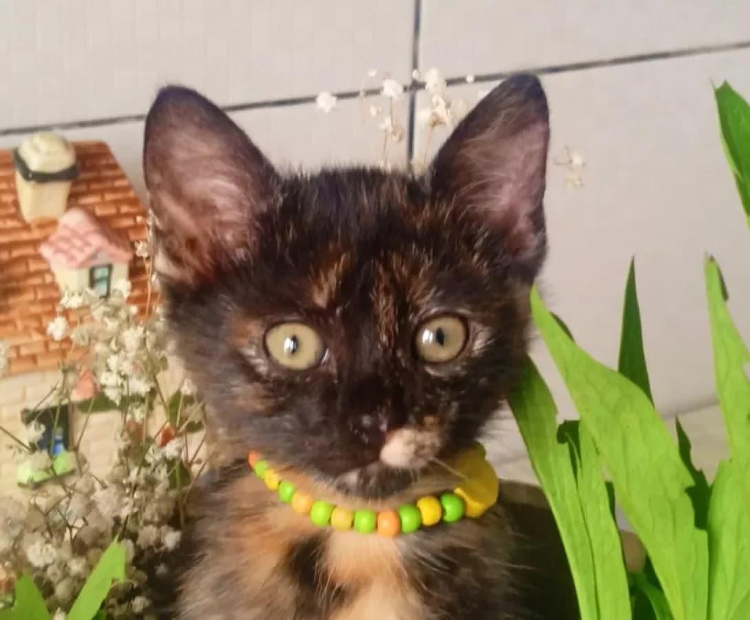 Mishel (Мішель), female puppy Mixed Breed for adoption at Happy Paw Kyiv
