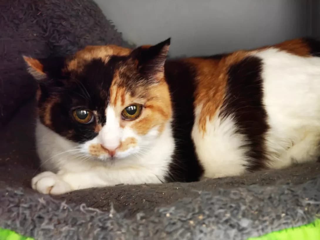 Ariel (Аріель), female 3yo Mixed Breed for adoption at Happy Paw Kyiv