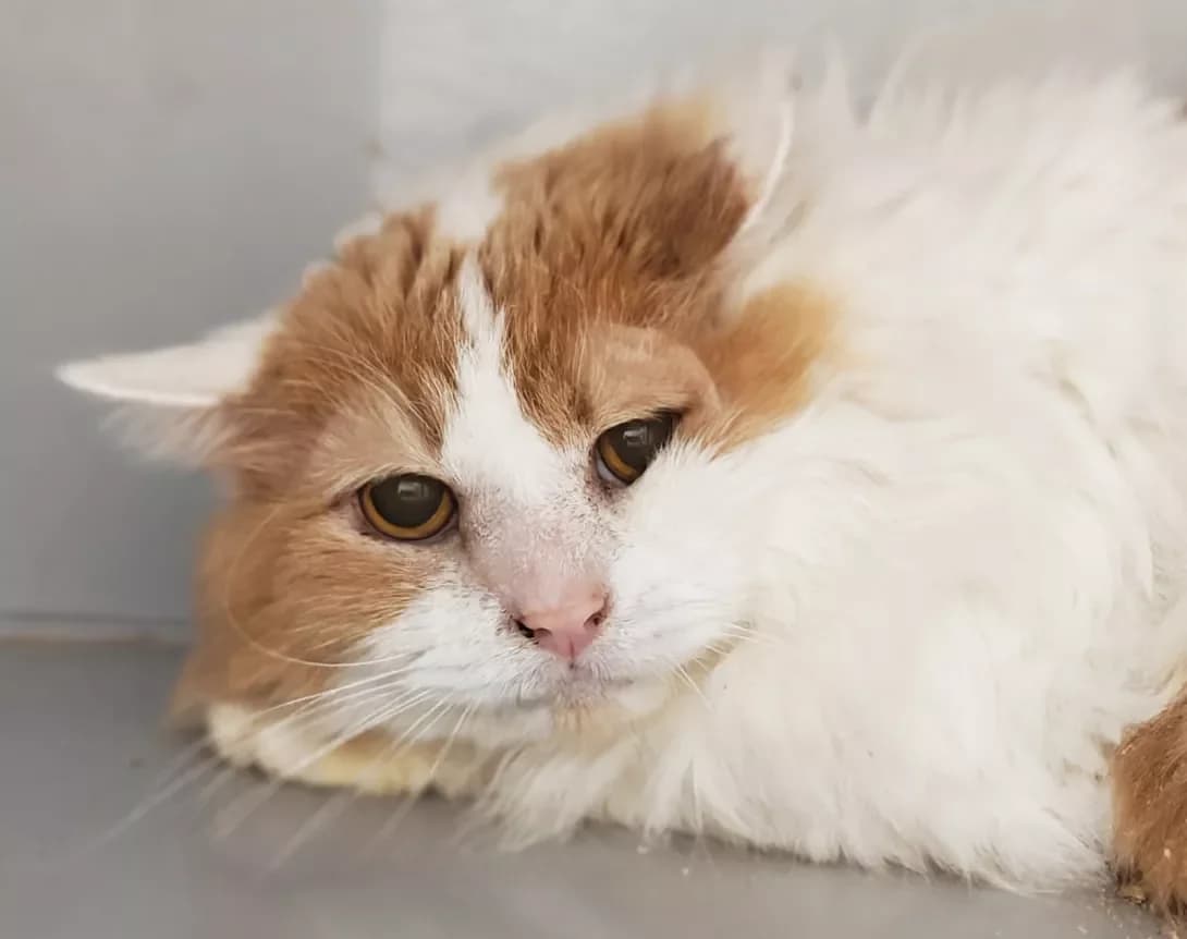 Rodolf (Родольф), male 3yo Mixed Breed for adoption at Happy Paw Kyiv