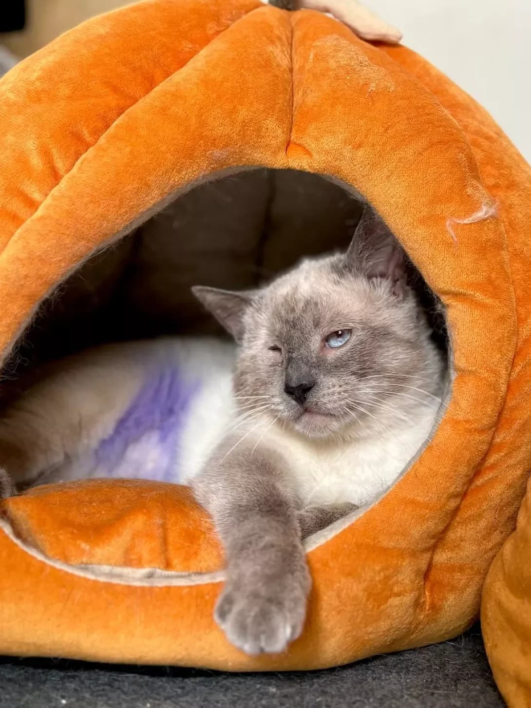 Dzhoyi (Джої), male 3yo Mixed Breed for adoption at Happy Paw Kyiv