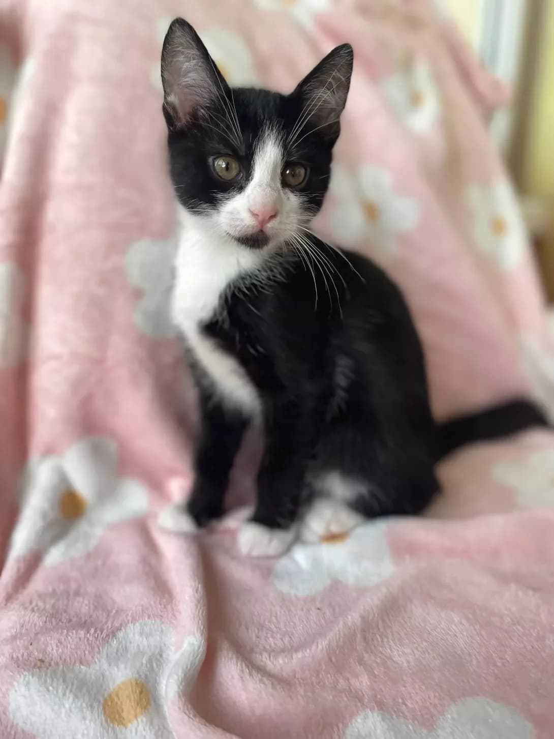 Bembi (Бембі), female puppy Mixed Breed for adoption at Happy Paw Kyiv