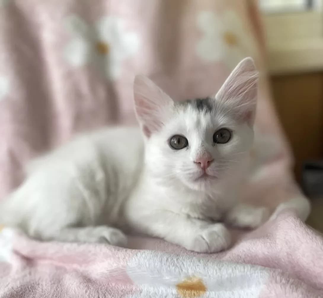Tiffani (Тіффані), female puppy Mixed Breed for adoption at Happy Paw Kyiv