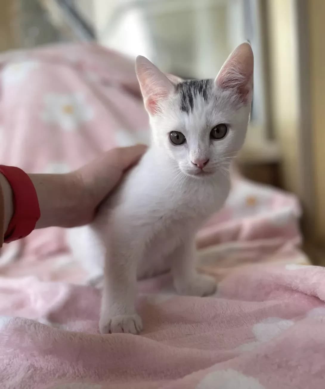 Klif (Кліф), male puppy Mixed Breed for adoption at Happy Paw Kyiv