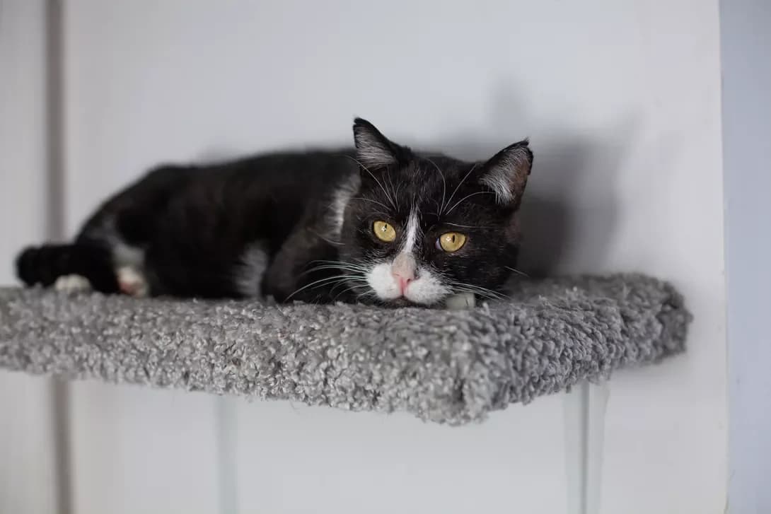 Murchello (Мурчелло), male senior Mixed Breed for adoption at Happy Paw Kyiv