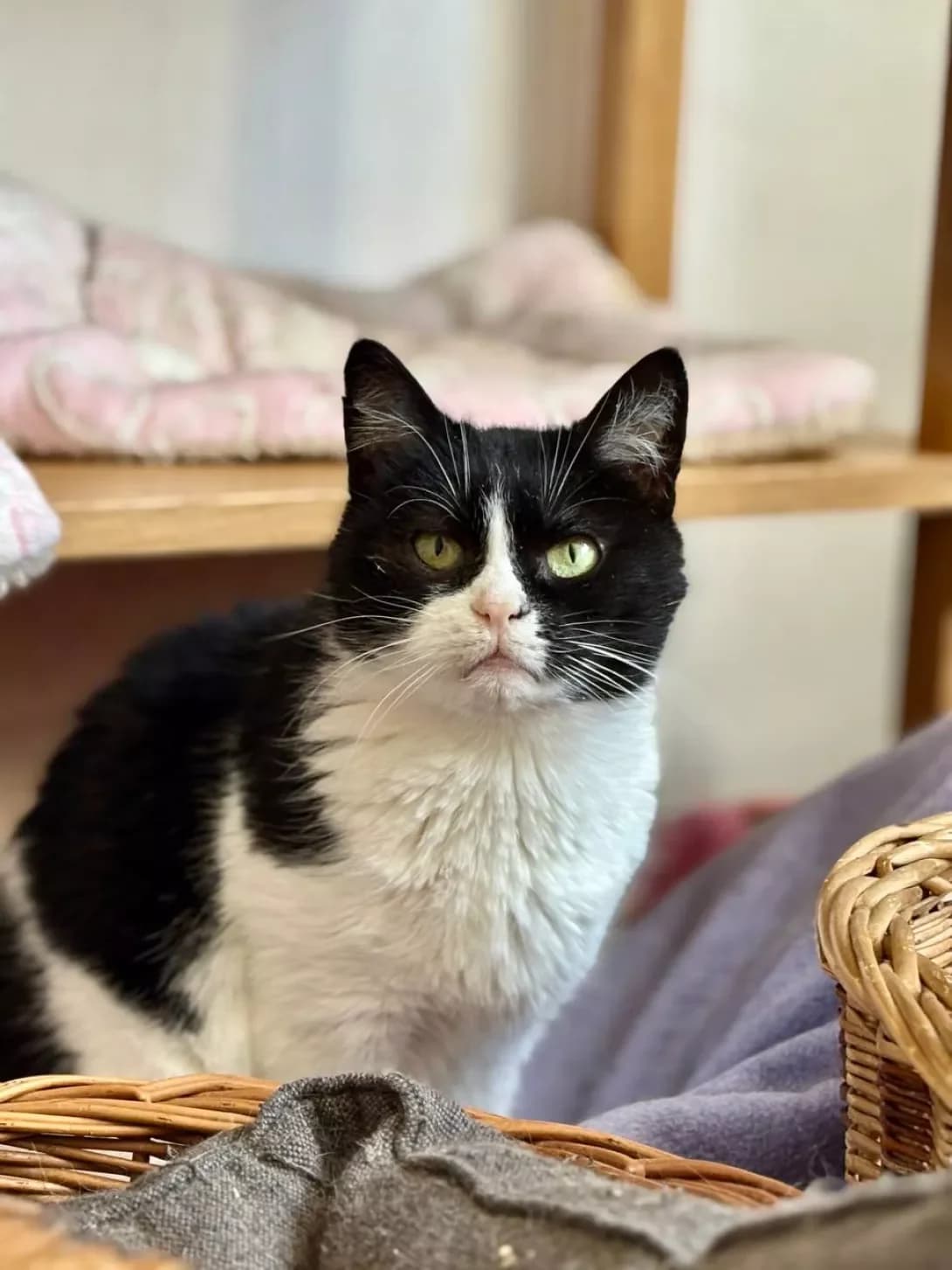 Bonya (Боня), female 4yo Mixed Breed for adoption at Happy Paw Kyiv