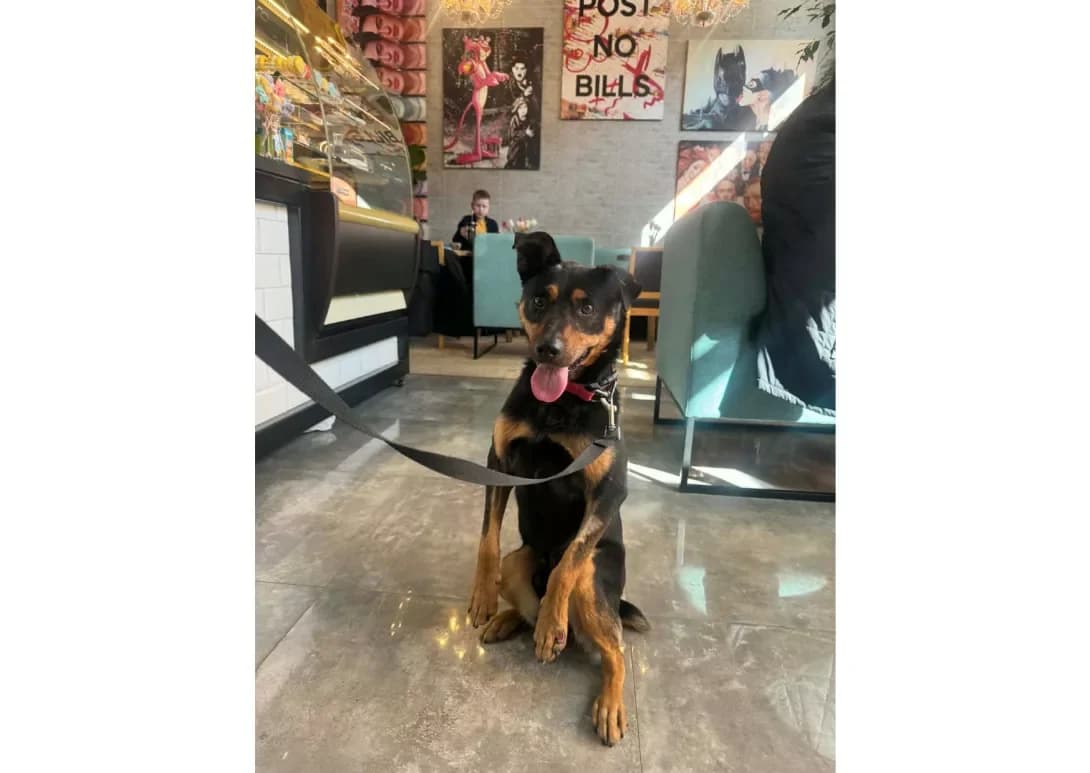 Stiv (Стів), male 4yo Mixed Breed for adoption at Happy Paw Kyiv