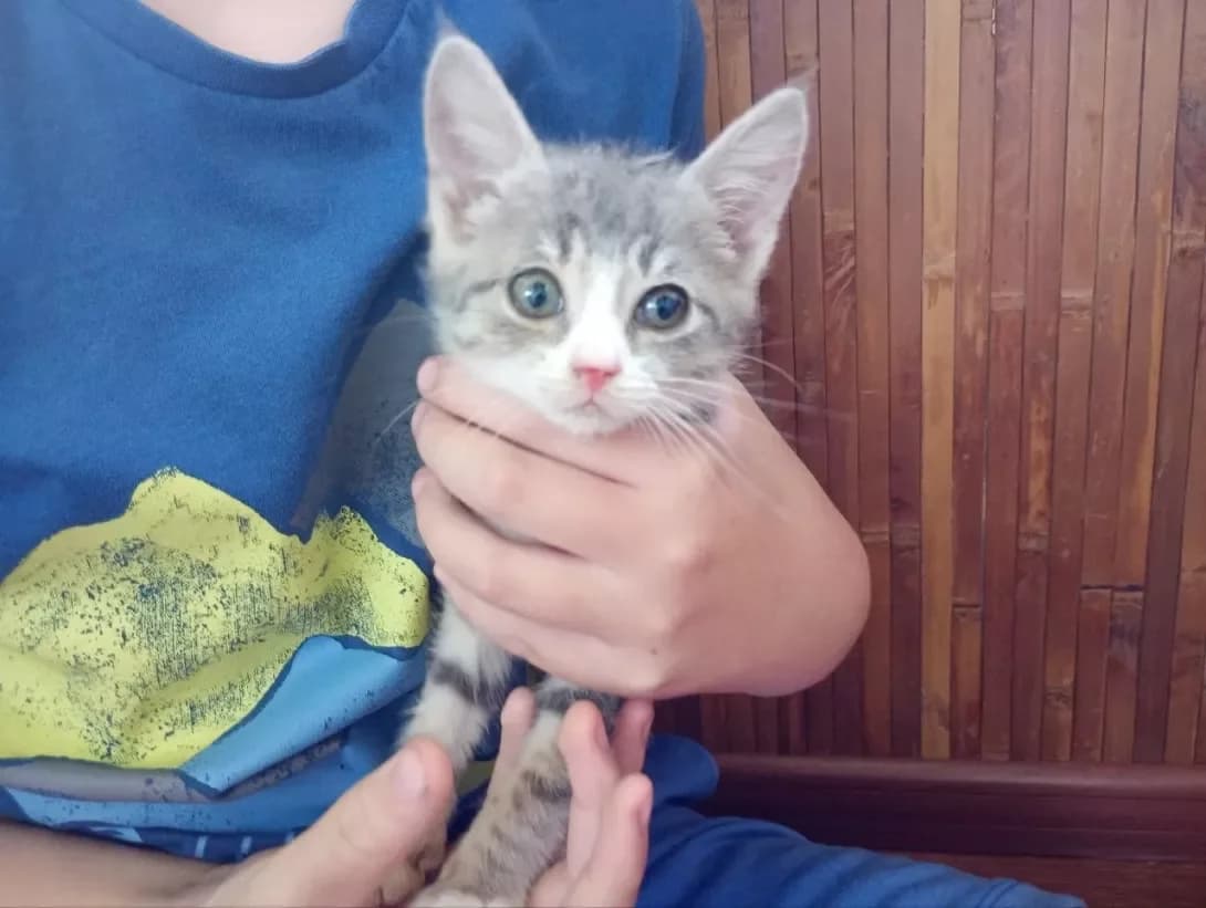 Donatello (Донателло), male puppy Mixed Breed for adoption at Happy Paw Kyiv