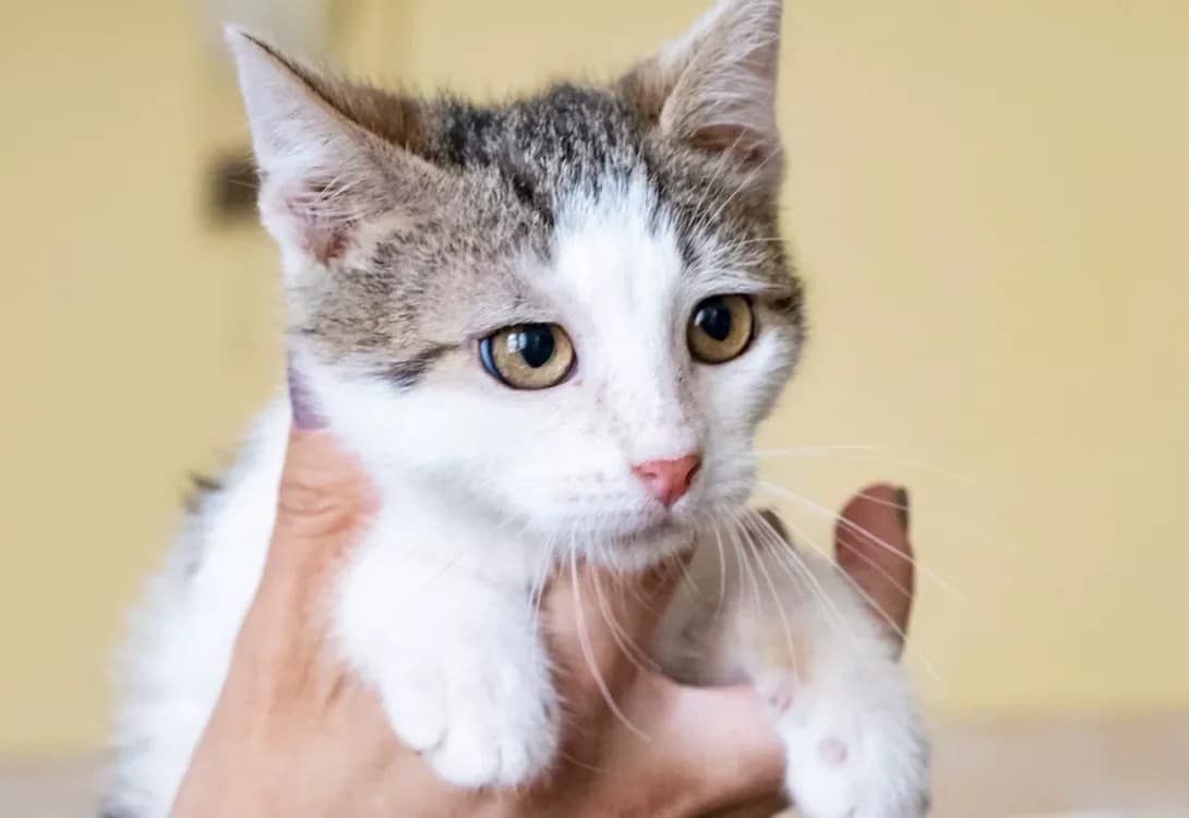 Maykl (Майкл), male puppy Mixed Breed for adoption at Happy Paw Kyiv