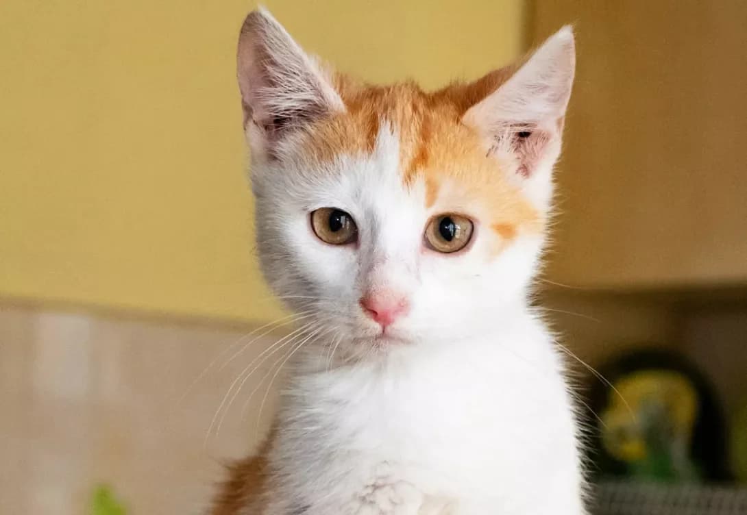Fil (Філ), male puppy Mixed Breed for adoption at Happy Paw Kyiv