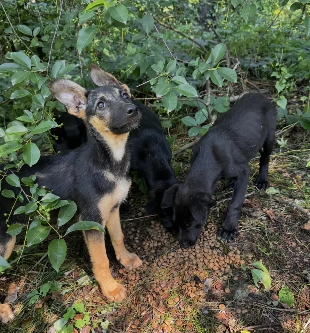 Nemaye (Немає), female puppy Mixed Breed for adoption at Happy Paw Kyiv