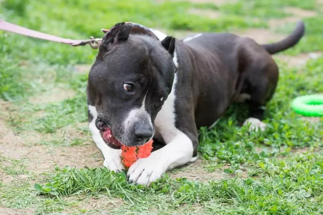 NEYMOVIRNA DIVChINKA STAFF - VILLA (НЕЙМОВІРНА ДІВЧИНКА СТАФФ - ВІЛЛА), female 5yo Mixed Breed for adoption at Happy Paw Kyiv