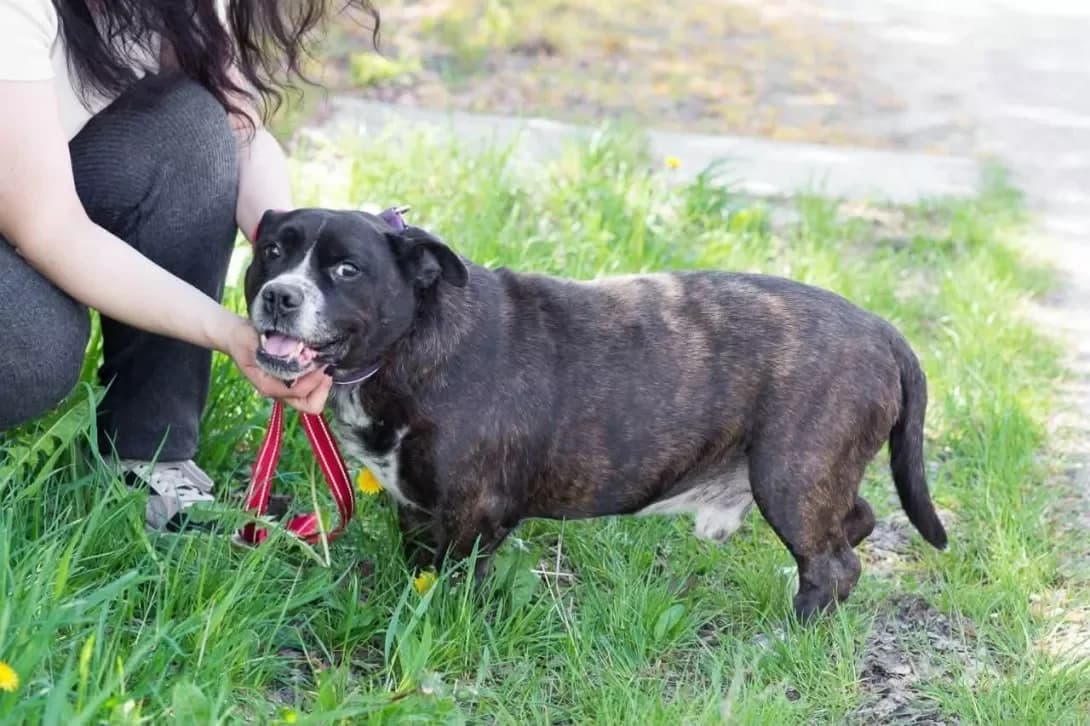 Barri (Баррі), male 5yo Mixed Breed for adoption at Happy Paw Kyiv
