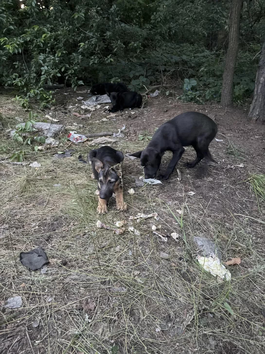 Sobaka (Собака), male puppy Mixed Breed for adoption at Happy Paw Kyiv