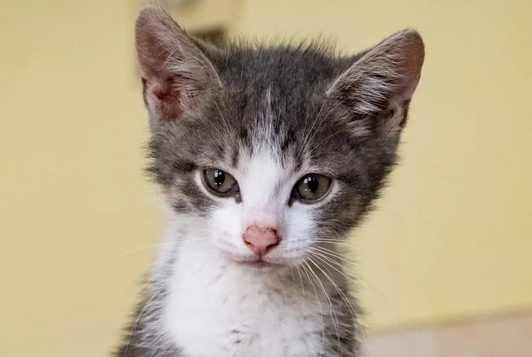 Tommi (Томмі), male puppy Mixed Breed for adoption at Happy Paw Kyiv
