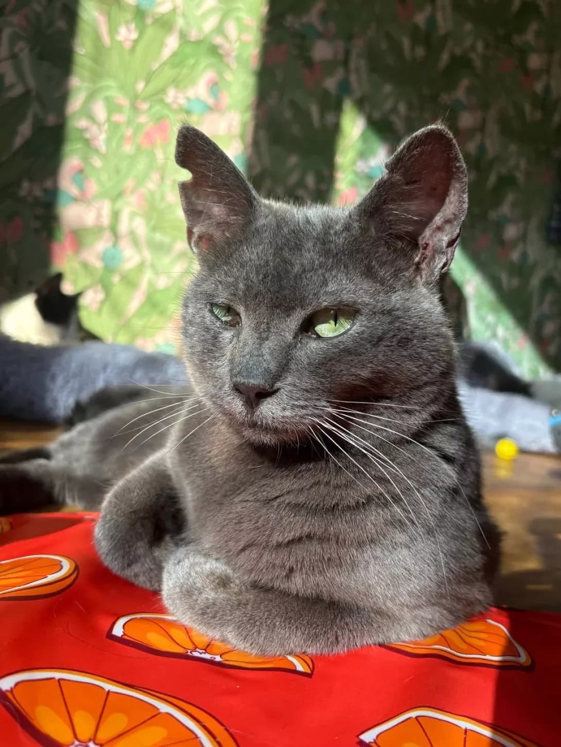 Grey (Грей), male 6yo Mixed Breed for adoption at Happy Paw Kyiv