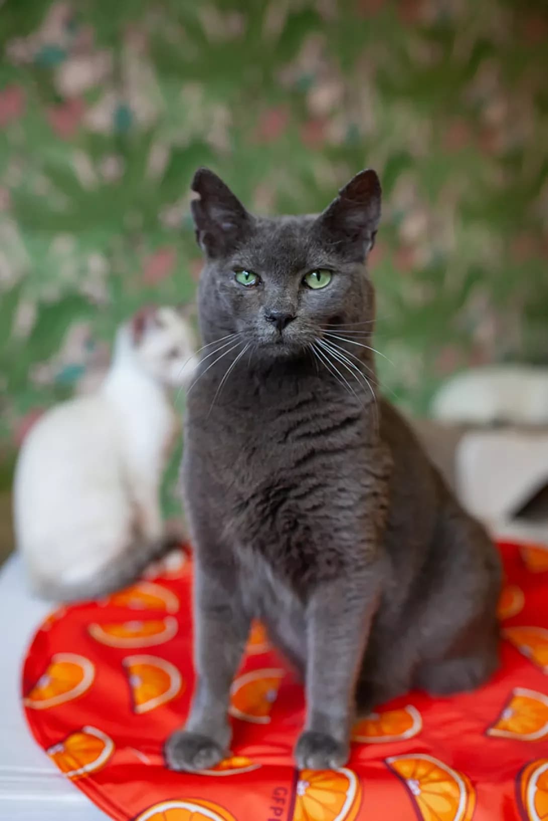 Grey (Грей), male 6yo Mixed Breed for adoption at Happy Paw Kyiv