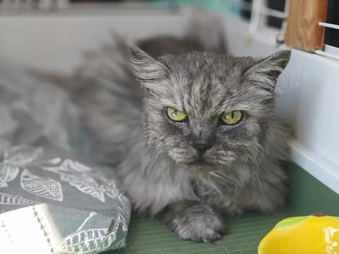 Polyechka (Полєчька), female senior Mixed Breed for adoption at Happy Paw Kyiv