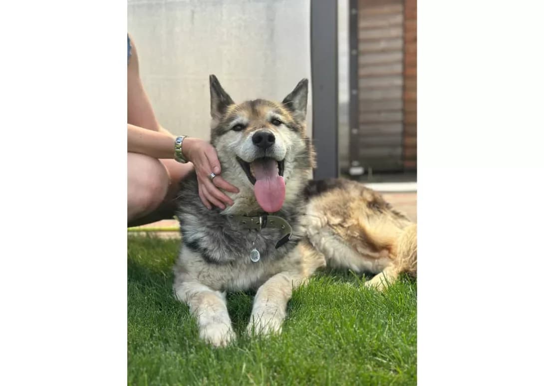 Ladusya (Ладуся), female 5yo Mixed Breed for adoption at Happy Paw Kyiv