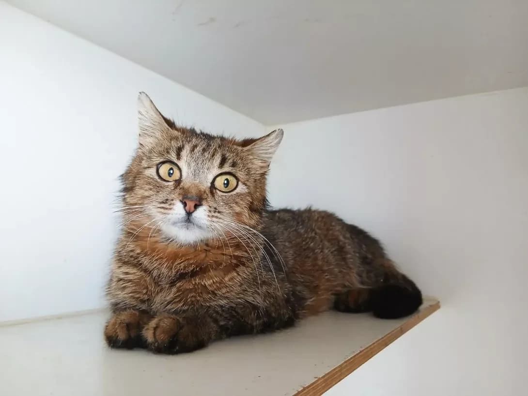 Milana (Мілана), Mixed Breed (Happy Paw Kyiv)