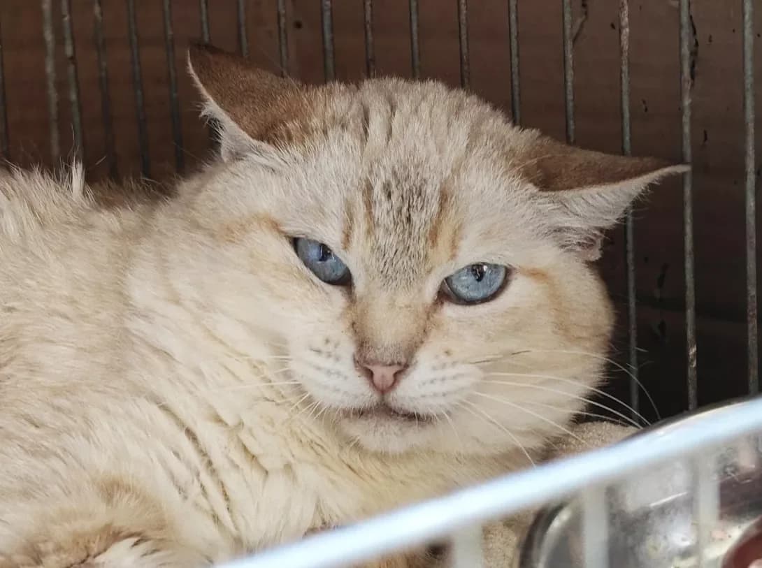 Voloshka (Волошка), Mixed Breed (Happy Paw Kyiv)