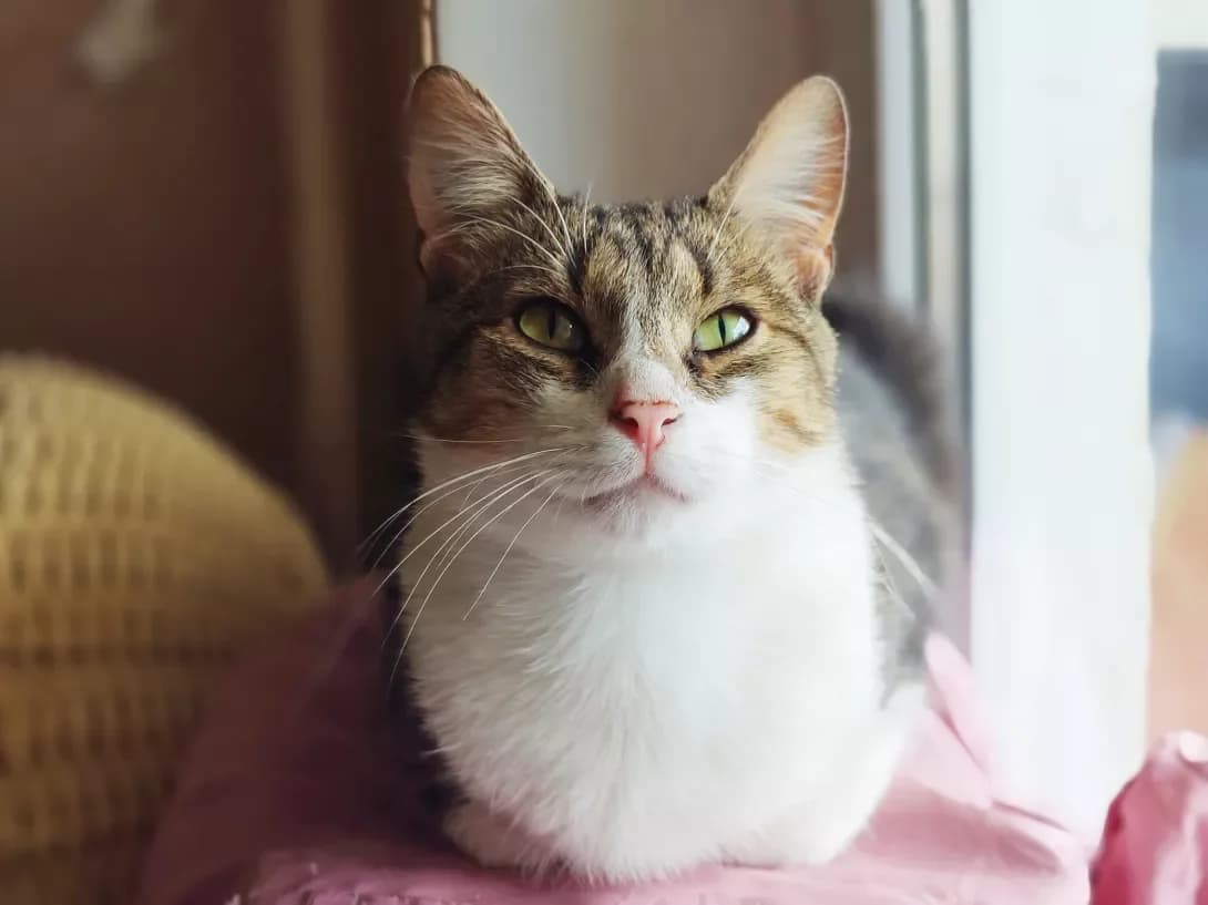 Martin (Мартін), Mixed Breed (Happy Paw Kyiv)