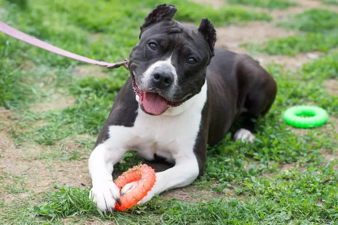 Villa (Вілла), Mixed Breed (Happy Paw Kyiv)